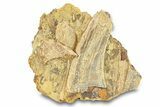 Fossil Dinosaur Bones & Tendons in Sandstone - Wyoming #292623-2